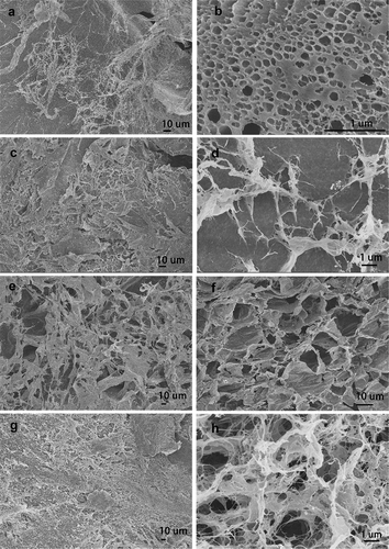 Figure 7. SEM images of prepared freeze-dried PVA/SA/AgNPs hydrogel. Hydrogels-1 was made from T-AgNPs-1 (A, B), and Hydrogels-2 from T-AgNPs-2 (C, D), Hydrogels-3 from T-AgNPs-3 (E, F), Hydrogels-4 from T-AgNPs-4 (G, H)