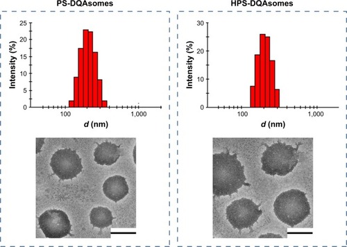 Figure 1 Particle size distribution and TEM image of PS-DQAsomes and HPS-DQAsomes.Note: Scale bars represent 100 nm.Abbreviations: DQA, dequalinium; HPS, HER-2 peptide-PEG2000-Schiff base; TEM, transmission electron microscopy.