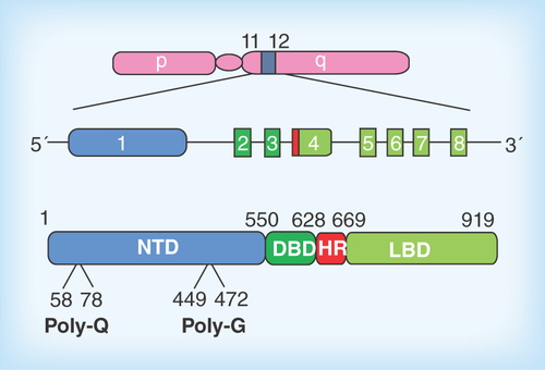 Figure 1.  Organization of the androgen receptor gene and protein.The Ar gene is located on the long arm of the X-chromosome. The coding sequence consists of eight exons which give rise to the four structural and function domains of the receptor protein (exons and protein domains appear in the same colors). The location of the polymorphic amino acid repeats polyglutamine (Q21) and -glycine (G23) are indicated.DBD: DNA binding domain; HR: Hinge region; LBD: Ligand binding domain; NTD: N-terminal domain.