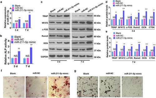 Figure 2. miR-211-5p overexpression enhanced hMSC osteogenic differentiation.