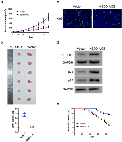 Figure 3. NEDD4L overexpression suppressed mouse tumor growth. Nude mice were injected subcutaneously with SCC15 cells with or without NEDD4LOE transduction. (a) Tumor volume was tracked from Day 12 to Day 33. (b) Tumor pictures (top) and weight (bottom; individual points and mean ± S.D.) on Day 33. (c) Representative IHC images showing Ki67 distribution. (d) Western blot results showing NEDD4L, p21, and p27 expression levels in representative tumor tissues. (e) Comparison of the probability of survival of mice with or without NEDD4L overexpression. *p < .05; ***p < .001, assessed by two-tailed Student’s t-test.