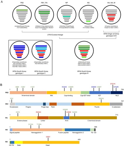 Figure 1. Schematic diagrams of the (A) genetic reassortment of and (B) amino acid changes in cat isolates (SNU-01) from South Korea, 2023. (A) The origins of the low pathogenic avian influenza virus (LPAIV) Eurasian gene segments of South Korean genotypes I, II, and III were different, but the origins of the highly pathogenic avian influenza virus (HPAIV) gene fragments were the same. HPAIV origin gene segments are highlighted with red bars, whereas blue and green bars are LPAIV origin gene segments. (B) Amino acid mutations in cat and avian isolates are colour-coded: red text for mutations exclusively to SNU-01, blue text for mutations found in genetically close avian isolates with SNU-01, and green text for mutations common in most current Asian avian isolates. In other words, SNU-01 exhibits red, blue, and green mutations, closely related avian isolates with SNU-01 show blue and green mutations, and the majority of current Asian avian isolates display green mutations. CD, cytoplasmic domain; TD, transmembrane domain.