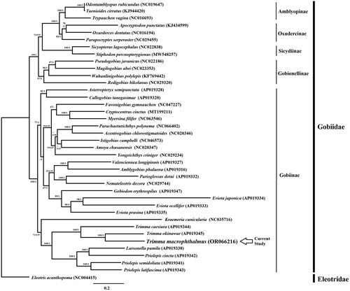 Figure 3. Phylogenetic tree of T. macrophthalmus with other members of Gobiidae family based on 13 PCGs using GTR + G + I model of ML and BI analysis. Bootstrap values >50 and posterior probabilities are shown on at the nodes. Each species is followed by its corresponding accession number. Eleotris acanthopoma as outgroup.