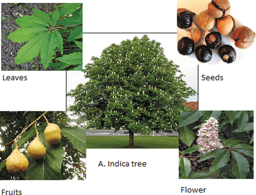 Figure 1. Aesculus indica tree and its parts.
