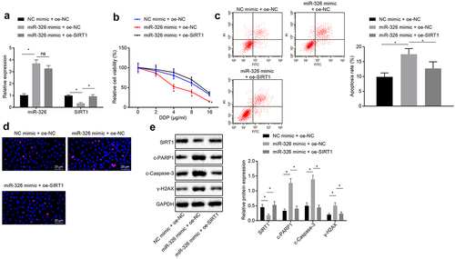 Figure 3. MiR-326 suppresses chemoresistance of NSCLC cells by negatively regulating SIRT1. A, Measurement of miR-326 and SIRT1 expression by RT-qPCR. B, MTS assay for proliferation of H460-R cells treated with different concentrations of DDP. C, Flow cytometry assay for apoptosis of H460-R cells treated with 4 μg/mL DDP. D, Immunofluorescence assay detection of Ɣ-H2AX positive expression in cells (100 ×). E, Protein level of SIRT1, c-PARP1, c-Caspase-3 and Ɣ-H2AX in H460-R cells after DDP treatment by Western blot analysis. The experiment was independently repeated three times. * p < 0.05 vs. upon treatment of miR-326 mimic and oe-NC.