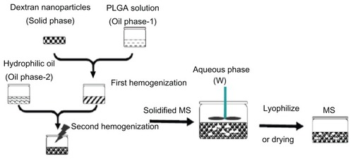 Figure 1 Schematic drawing of microsphere preparation.Abbreviations: PLGA, poly(lactic-co-glycolic acid); MS, microspheres.