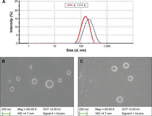 Figure 3 Morphological characterization of liposomes.Notes: Size distribution (A) of madecassoside double-emulsion liposomes (a) and neat liposomes (b), and SEM of madecassoside double-emulsion liposomes (B) and neat liposomes (C).Abbreviations: SEM, scanning electron microscopy; Mag, magnification; WD, work distance; EHT, extra high tension.