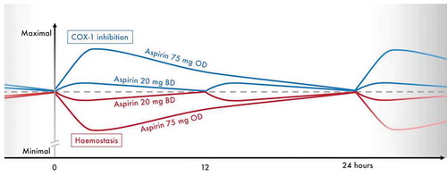 Figure 5. Conceptual figure summarizing the anticipated profiles of COX-1 inhibition and hemostasis provided by maintenance aspirin doses of 75 mg OD or 20 mg BD in combination with ticagrelor 90 mg BD, during steady-state. Figure for illustrative purposes only, scale on the y-axis is arbitrary. Dashed line represents effects on COX-1 and hemostasis at steady-state trough levels. BD, twice-daily; COX-1, cyclo-oxygenase 1; mg, milligrams; OD, once-daily.