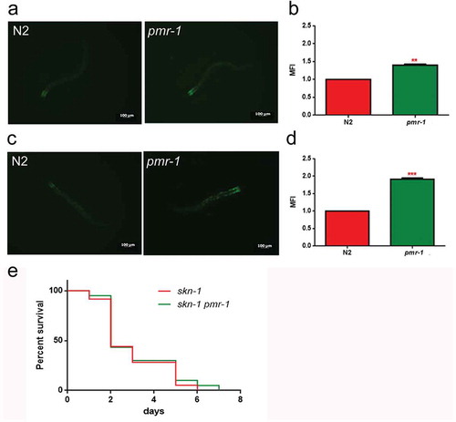 Figure 7. Analysis of oxidative stress in SKN-1::GFP strain.(a) Fluorescence microscopy of SKN-1::GFP worm strain after 48 h of RNAi and (b) related median fluorescence intensity. (c) Fluorescence microscopy of SKN-1::GFP worm strain after RNAi and S. aureus infection and (d) related median fluorescence intensity. Statistical analysis was evaluated by one-way ANOVA with the Bonferroni posttest; asterisks indicate significant differences (**p < 0.01; ***p < 0.01). Bars represent the mean of three independent experiments. Scale bar = 100μm. (e) Kaplan-Meier survival plot of skn-1 mutant worms with silenced pmr-1, after 48 h to infection with S. aureus, as compared to control. (ns: not significant). n = 60 for each data point of single experiments.