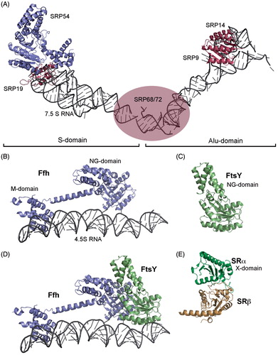 Figure 4. Structure of the signal recognition particle (SRP) and its receptor (SR) (A) Cryo-EM reconstitution of the eukaryotic SRP with the conserved SRP54 subunit, the additional eukaryotic SRP subunits and the 7.5 S RNA (adapted from: (Halic et al., Citation2004); pdb: 1RY1). (B) Crystal structure of the prokaryotic SRP (adapted from (Ataide et al., Citation2011); pdb: 2XXA). The conserved protein subunit Ffh (fifty-four homologue) and the 4.5 S RNA. (C) Crystal structure of the NG-subunit of the bacterial SRP receptor FtsY (adapted from (Ataide et al., Citation2011); pdb: 2XXA) (D) Complex of the prokaryotic SRP and the NG-domain of FtsY (adapted from (Ataide et al., Citation2011); pdb: 2XXA) (E) Crystal structure of the eukaryotic X-domain of SRα in complex with the cytoplasmic domain of SRβ (adapted from Schwartz & Blobel [Citation2003]; pdb: 1NRJ). This Figure is reproduced in color in the online version of Molecular Membrane Biology.