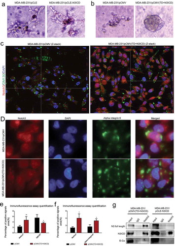 Figure 6. The upregulated endogenous full-length Notch3, which interacts with E-ca, can promote acinar formation and change the distributions of GM130 and alpha-integrin 6 in MDA-MB-231 cells/pCMV-(TD+ N3ICD) cells. (a) Acinar formation assay. The acinar structures of MDA-MB-231 cells transfected with pCLE and pCLE/N3ICD which cultured in Matrigel for 17 days, 10 ×. (b) The acinar structures of MDA-MB-231 cells transfected with pCMV and pCMV/(TD+N3ICD) which cultured in Matrigel for 17 days, 10 ×. (c) Double-label immunofluorescence staining of Notch3 (red color) and GM130 (green color) and Z-stack analysis in MDA-MB-231/pCMV and MDA-MB-231/pCMV-(TD+ N3ICD) cells, 100 ×. (d) Double-label immunofluorescence staining of Notch3 (red color) and alpha-integrin 6 (green color) in MDA-MB-231/pCMV and MDA-MB-231/pCMV-(TD+ N3ICD) cells, 40 ×. (e) Quantification of positive GM130 signals by calculating the positive area combined with the signal intensity. (f) Quantification of positive alpha-integrin 6 signals by calculating the positive area combined with the signal intensity. (g) Co-immunoprecipitation followed by western blotting was performed to detect physical associations between endogenous Notch3 and E-ca. The anti-Notch3 antibody was used to pull down, and the anti-Notch3, E-ca antibodies were used to probe the IP complexes. Input was used as a positive control and IgG was used as a negative control. Data are presented as the mean ± SD of three independent experiments, and asterisks indicate statistical significance (*, p < 0.05; **, p < 0.01; ***, p < 0.001).