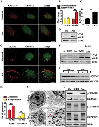 Figure 1. Acacetin induces autophagy and increases lysosomal population. (A) Representative microscopy images for tandem RFP-GFP-LC3 transfected HeLa cells treated with acacetin (50 µM) for 2 h. Yellow puncta correspond to autophagosomes whereas red puncta correspond to autolysosomes. Scale bar: 10 µm. (B) Fold change in autophagosomes and autolysosomes induced by acacetin were quantified (n = 25, three independent experiments N = 3). (C) Fold change in normalized LC3-II levels between growth condition and acacetin treatment were quantified (N = 3). (D) Representative immunoblot for LC3-I to LC3-II conversion in HeLa cells in the presence of the compound for 2 h. (E) Representative immunoblot for LC3-II accumulation in the presence of acacetin only and acacetin with BafA1 (100 nM). (F) Representative immunoblot for SQSTM1 degradation post acacetin treatment. (G) Representative immunofluorescence microscopy images of HeLa cells stained for LAMP1 and LC3 after 2 h of acacetin treatment (n = 25, N = 3). Scale bar: 10 µm. (H) Fold change in lysosomes and autolysosomes induced by acacetin were quantified (n = 25, N = 3). (I) Representative electron micrographs of acacetin treated HeLa cells. Electron dense structures in the zoomed-in panel represent lysosomes (red arrow). (J) Representative immunoblot indicating the phosphorylation status of MTOR substrates, RPS6KB1/p70S6K and EIF4EBP1 caused by acacetin and Earle’s Balanced Salt Solution (EBSS) treatments. TUBB/β-tubulin was used as a loading control. Quantification of microscopy images was performed on projected images. Statistical analyses were performed using unpaired two-tailed student’s t-test; ns- non-significant, *p < 0.05, **p < 0.01, ***p < 0.001. Error bars represent mean ± SEM.