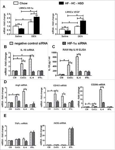 Figure 7. Hif-1α aids in maintaining M2 phenotype of macrophages. (A) mRNA levels of hif-1α and its target VEGF in primary LMNCs. Hif-1α siRNA or negative control siRNA was transfected in RAW macrophages and were stimulated with CoCl2 (hif-1α inducer) or IL-4 (M2 inducer) or IFNγ (M1 inducer). (B) mRNA levels of IL-10 in RAW macrophages after hif-1α knock-down. (C) IL-10 in culture supernatant was estimated by ELISA after hif-1α knock-down. (D) mRNA levels of M2 marker genes in RAW macrophages after hif-1α knock-down. (E) mRNA levels of M1 marker genes in RAW macrophages after hif-1α knock-down. In graphs, values are given as mean ± SEM, Dunnett's multiple comparison were used to compare means of multiple groups; (n ≥ 3 mice per group, *p < 0.05, ns—not significant).