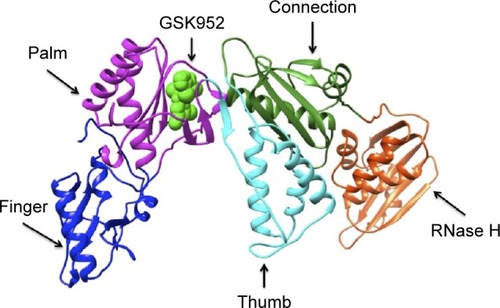 Figure 1 Ribbon representation of HIV-1 RT-GSK952 complex.
