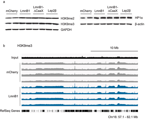 Figure 4. Lamin B1 overexpression induced changes in chromatin organization do not depend on altering the levels or deposition of H3K9me3. (a) RPE1 stable cell lines were treated with doxycycline for 24 hours and prepared for western blot analysis of H3K9me2, H3K9me3, and HP1α levels. Blots include two clonal cell lines for each OE construct. (b) Representative genome tracks of H3K9me3 deposition identified by Cut&Run sequencing. A 25 Mb region (57.1–82.1 Mb) on human chromosome 16 (hg38) is shown.