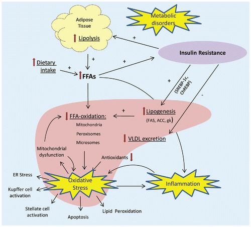Figure 3. Schematic view of the pathophysiological pathways involved in NAFLD. Overview of the processes in the liver, adipose, and other tissues that are responsible for metabolic disturbances, oxidative stress, and inflammation in NAFLD. FFA = free fatty acids, SREBP-1c = sterol regulatory element-binding protein 1c, ChREBP = carbohydrate-responsive element-binding protein, FAS = fatty acid synthase, ACC = acetyl-CoA carboxylase, gk = glucokinase, VLDL = very low-density lipoprotein, ER = endoplasmic reticulum.