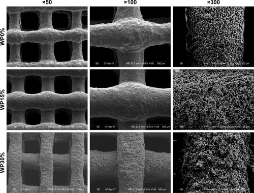 Figure 1 SEM images of composite scaffolds (WP0%, m_MS:PCL:WP =30:70:0 w/w; WP15%, m_MS:PCL:WP =30:55:15 w/w; WP30%, m_MS:PCL:WP =30:40:30 w/w) at different magnifications (×50, ×100, and ×300).Abbreviations: SEM, scanning electron microscopy; m_MS:PCL:WP, mesoporous magnesium/polycaprolactone/wheat protein; WP, wheat protein; w/w, weight per weight.