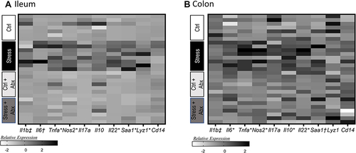 Figure 5 Stress effects on inflammatory gene expression in the ileum and colon occur are attenuated by administration of antibiotics. Gene expression was assessed in the ileum and the colon in stressor-exposed, as well as non-stress control, mice that were treated with antibiotics or vehicle as a control. Gene expression was normalized utilizing z-scores prior to plotting on the heat map. Genes were assessed in the (A) ileum and (B) colon. n = 6–9 mice per group from 3 replicate experiments. n = 7–8 mice per group from 3 replicate experiments. *Indicates significant stress x antibiotic interaction, with Stress group different from all other groups at p < 0.05. †Indicates main effect of stress (p < 0.05). ‡Indicates main effect of antibiotics (p < 0.05).