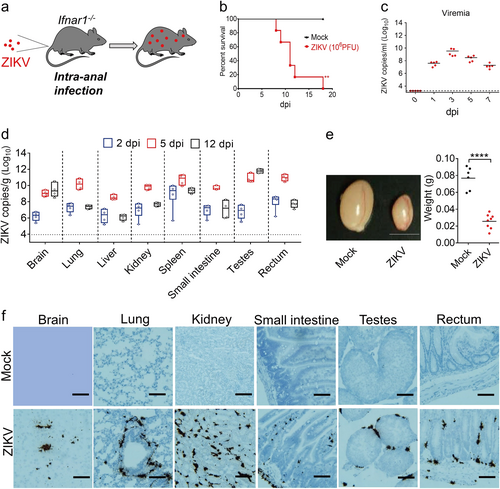 Fig. 3 ZIKV intra-anal inoculation leads to systemic infection in micea Illustration of the experiment. 3–4-week-old male Ifnar1−/− mice were infected with ZIKV (106 PFU/mouse) by the i.a. route (a–f). b The survival rate of the infected Ifnar1−/− mice (n = 6 per group). **p < 0.01, log-rank (Mantel–Cox) test. c Viral RNA copies in sera were measured at the indicated time points by qRT-PCR assay (n = 5 per time point). d ZIKV RNA recovered from the brain, lung, liver, kidney, spleen, testes, small intestine, and rectum were quantified by qRT-PCR (n = 4 per group). e The size and weight of the testes from uninfected or ZIKV anally-infected Ifnar1−/− mice were measured at 15 dpi (n = 6, mock; n = 8, ZIKV). Scale bar = 0.5 cm. ****p < 0.0001, unpaired Student’s t-test. f RNA in situ hybridization of organ tissues from mock-infected or ZIKV anally-infected Ifnar1−/− mice with a ZIKV-specific probe at 5 dpi. Scale bar represents 100 μm. The data in (f) are representative of two independent experiments with at least two animals per group