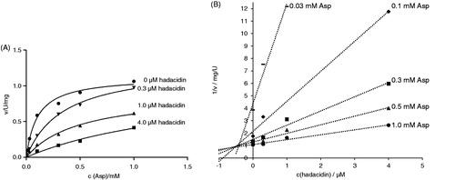 Figure 4. Inhibition of H. pylori AdSS by hadacidin, at 25 °C, in 20 mM HEPES-NaOH buffer pH 7.7, with Asp as a variable substrate. (A) Initial velocity (v) vs. substrate concentration, for inhibitor concentrations indicated in the figure. (B) The same data shown on the Dixon plot, i.e. reciprocal of the initial velocity (1/v) vs. inhibitor concentration, for substrate concentrations indicated in the figure.