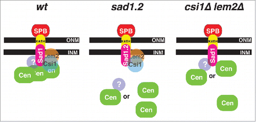 Figure 4. Schematic of centromere-LINC organization during interphase. Proposed organization in wt, sad1.2, and csi1Δ lem2Δ cells; see text for details. INM, inner nuclear membrane; ONM, outer nuclear membrane.