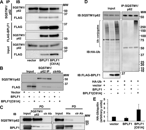 Figure 2. SQSTM1/p62 is a bona fide BPLF1 substrate. (A) Interaction of BPLF1 with the autophagy receptor protein SQSTM1/p62 was validated by reciprocal co-immunoprecipitation (IP). Western blots (WB) from representative experiments are shown. (B) Isotype control of SQSTM1/p62 immunoprecipitation. Weak non-specific binding of BPLF1 to the sepharose beads was observed with isotype control precipitation. (C) In vitro affinity isolation experiment shows direct binding of BPLF1 to SQSTM1/p62. (D) To resolve noncovalent protein interactions, endogenous SQSTM1/p62 was immunoprecipitated in denaturing conditions. Precipitated SQSTM1/p62 was free of ubiquitin in the presence of catalytically active BPLF1 and heavily ubiquitinated in the presence of the catalytic mutant. A non-specific 75 kDa band detected in total cell lysates by the anti-HA antibody is indicated by an asterisk. The antibody heavy chain is detected as a 50 kDa band in the IP blot. (E) Densitometry quantification of the ubiquitin smear in two independent experiments