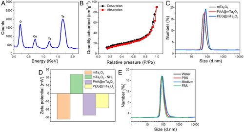 Figure 2. Characterization of PEG@mTa2O5 nanomaterials. (A) Energy dispersive (EDX) analysis. (B) N2 adsorption/desorption isotherms of mTa2O5 NMs. (C) DLS measurements of mTa2O5, PAA@mTa2O5, and PEG@mTa2O5. (D) Zeta potential changes of mTa2O5, mTa2O5-NH2, PAA@mTa2O5, and PEG@mTa2O5 dispersed aqueous solution. (E) Size distribution of mTa2O5-PEG dispersed in various solutions (water, FBS, cell culture medium, and PBS) after incubation for 24 h.