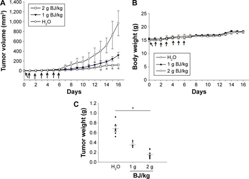 Figure 6 Oral administration of BJ reduced xenograft tumor growth. (A) BJ extract suppressed the growth of xenograft tumors in animal models. Nude BALB/c mice with established xenograft tumors of H1975 cells were administered orally with 1 and 2 g BJ/kg daily for 7 consecutive days (arrows). The graph represented tumor growth variation (y-axis) from the start of feeding (x-axis). Mice fed with aqueous BJ extract showed reduced tumor growth compared with those with water. *P<0.05 indicated significant difference in the measured tumor volumes between mice fed with 2 g BJ/kg and those with water from three individual experiments with six mice in each group. (B) The body weights of the nude mice. No significant difference was seen in the average body weight of mice with established xenograft H1975 tumors orally administered water, 1 and 2 g BJ/kg daily for 7 consecutive days (arrow). The graph represented variations of mice weight (y-axis) from the start of feeding in days (x-axis). (C) The decreased resected tumor weights. Tumor weights of the resected xenograft tumors were suppressed in mice with gavage feeding of BJ compared with those of water. The horizontal bars represented mean values of tumor mass as collected following different treatments. *P<0.05 indicated significant weight difference between mice fed with 2 g BJ/kg and those with water. Each graph is representative of three independent experiments.