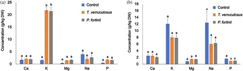 Figure 3. Concentrations of nutrient elements in M. sinensis seedlings after the inoculation test. (a) Concentrations in terrestrial parts, and (b) concentrations in roots. Nutrient concentrations of dead leaves were not examined. The results are expressed as means ± SEs (g/kg dry weight, n = 4). Different letters indicate statistically significant differences in each element between treatments by one-way ANOVA (Scheffé, p < 0.05).