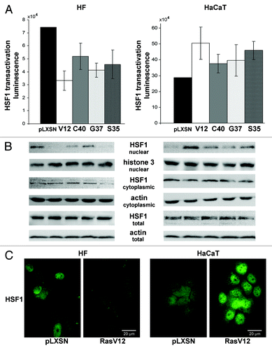 Figure 3. Effects of transduction of Ras mutants on HSF1 reporter activity (A) and HSF1 protein localization (B and C) in HF and HaCaT cell cultures. (A) The reporter lentiviral construct expressing luciferase gene under control of heat shock elements (HSE) was introduced into HF and HaCaT cells. Luciferase activity was measured 11–14 d after introduction of Ras mutants. (B) Nuclear, cytoplasmic fractions and total protein lysates were collected 11–14 d after Ras mutants introduction and were subjected to western blot analysis using anti-HSF1, anti-histone 3 (a nuclear marker), anti-actin (a cytoplasmic marker) antibodies. Actin protein was used as loading control for total protein lysates. (C) HSF1 immunofluorescence staining of HaCaT and HF cell cultures expressing RasV12 mutant or empty vector.