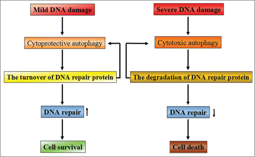 Figure 3. The possible relationship between DNA repair and autophagy. Depending on the extent of DNA damage, cellular fate appears entirely differently by activating different signaling pathways. When DNA damage is mild and repairable, cytoprotective autophagy will be activated to promote cellular survival via enhancing the turnover of DNA repair proteins. Meanwhile, some of the DNA repair proteins are able to promote autophagy activation, thereby contributing to cell survival. However, when severe DNA damage is beyond repair, cells will activate cytotoxic autophagy to execute the cell death program by accelerating the degradation of DNA repair proteins. The decreased capacity of DNA repair will aggravate the induction of cytotoxic autophagy and finally result in cell death.
