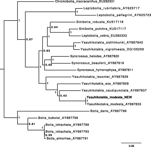 Figure 1. Maximum-likelihood tree illustrating the phylogenetic position of the newly sequenced Y. modesta gene sequence among a subset of Botiidae species. Cytochrome B sequences were aligned using MAFFT 7.271 and highly divergent or poorly aligned regions were removed with Gblocks 0.91b (Castresana Citation2000) allowing for gap positions and smaller blocks. Trees were calculated using PhyML 3.1 (Guindon et al. Citation2010) with 12 rate categories, optimized equilibrium frequencies, GTR model of sequence evolution and combined heuristics (nearest neighbour interchange and subtree pruning and rerafting).