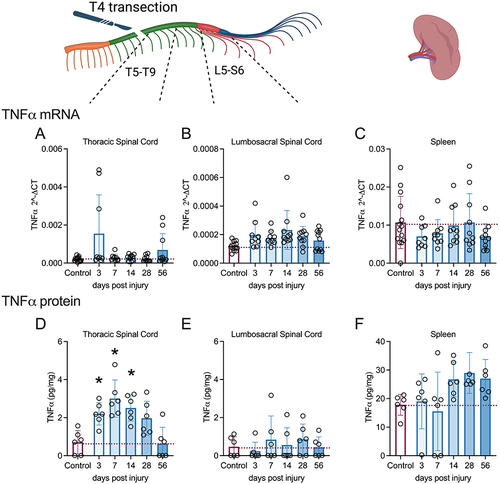 Figure 2 Changes in TNFα RNA and protein levels in spinal cord and spleen over days post-spinal cord injury (DPI). qRT-PCR shows that mRNA levels of inflammatory TNFα did not alter significantly over DPI (A-C) in the spinal cord segments or spleen. By MSD ELISA, TNFα protein levels were increased acutely from 3 to 14 DPI in the thoracic spinal cord segments (D) but TNFα protein levels were unchanged after injury in the lumbosacral spinal cord segments (E) or spleen (F). Controls were age-matched naïve rats. *p<0.05 compared to controls. A single subject is represented by each circle. Cohorts 1 and 2 underwent mRNA analysis, while protein analysis was conducted solely on cohort 2 due to technical constraints. qPCR analysis (Control = 13–14; 3d =8–9, 7d = 6–9, 14d = 8–10, 28d = 8–10, 56d = 8–10). Missing samples resulted from technical problems, including insufficient RNA quantity or low RNA integrity. MSD analysis (n=6 per group). Graphs are plotted as mean ± SD.