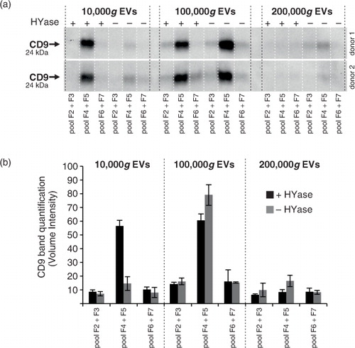 Fig. 3.  Detection of CD9 (tetraspanin; EV marker) on EVs from healthy SF by Western blotting. EVs were isolated from HYase-treated or non-treated healthy SF and floated in OptiPrep gradients. (a) CD9 detection on EVs in pools of OptiPrep fractions F2–F7 (F2=low density; F7=high density). (b) Quantification of CD9+ bands from Fig. 3a. Bars represent mean (n=2); error bars represent minimum and maximum observed values.