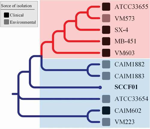 Figure 5. Phylogenetic tree of Vibrio mimicus based on locally collinear block searching