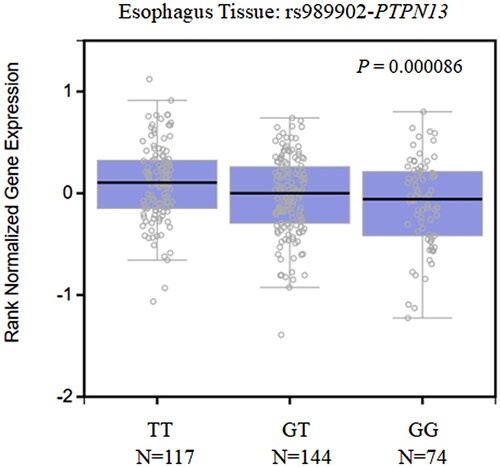 Figure 1. PTPN13 relative expression levels according to rs989902 genotypes in normal esophageal tissues.