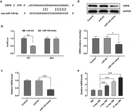 Figure 3. CBFB was a direct target gene of miR-145 in hBMSCs. (a) Prediction of target genes. (b) Results of the Promega dual-luciferase reporter gene assay. (c) Detection of the expression of CBFB following transfection with miR-145 mimic. (d) Protein expression of CBFB was evaluated by western blot analysis. (e) Expression of CBFB in hBMSCs was detected by RT-qPCR. *P < 0.05, **P < 0.01 and ***P < 0.001. CBFB, core-binding factor subunit β; miR-145, microRNA-145