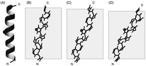 Figure 8. Backbone structures of the HIV Vpu channel transmembrane domain. Structures were determined by solution-state NMR in DHPC micelles (A), by solid-state NMR mechanically aligned on glass plates in DOPC/DOPG bilayers (B) (PDB 1PJE) and by solid-state NMR magnetically aligned in 16-O-PC/6-O-PC bicelles (C) (PDB 2GOH) and in 14-O-PC/6-O-PC bicelles (D) (PDB 2GOF). The Cα of Ile17 is indicated to show the position of the kink and the grey boxes indicate the thickness of the hydrophobic region of the lipid bilayers. This Figure was reproduced with permission from Park et al. (Citation2006), which was originally published in Biophys J [Park SH, De Angelis AA, Nevzorov AA, Wu CH, Opella SJ Citation2006. Three-dimensional structure of the transmembrane domain of Vpu from HIV-1 in aligned phospholipid bicelles. Biophys J 91:3032–3042], copyright by The Biophysical Society 2006.