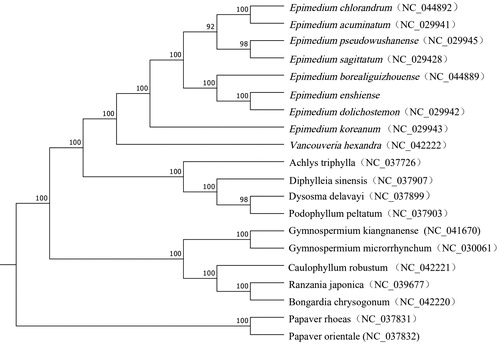 Figure 1. The Maximum likelihood (ML) phylogenetic tree based on complete chloroplast genomes of 20 species, with Papaver rhoeas and Papaver orientale as outgroup. The numbers above the lines represent ML bootstrap values.