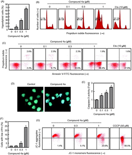 Figure 6. (A) U-937 cells were incubated in the presence of the indicated concentrations of compound 4a for 6 h, subjected to flow cytometric analysis using propidium iodide labelling and the percentage of hypodiploid cells was determined by flow cytometry. Values represent means ± SE from three different experiments performed in triplicate. (B) Representative histograms of flow cytometry after propidium iodide staining. Hypodiploid cells (apoptotic cells) are shown in a region marked with an arrow. (C) Flow cytometry analysis of annexin V-FITC and propidium iodide (PI)-stained U-937 cells after treatment with the indicated concentration of 4a. Cells appearing in the lower right quadrant show positive annexin V-FITC staining, which indicates phosphatidylserine translocation to the cell surface, and negative PI staining, which demonstrates intact cell membranes, both features of early apoptosis. Cells in the top right quadrant are double positive for annexin V-FITC and PI and are undergoing necrosis. Data are representative of three separate experiments. (D) Photomicrographs of representative fields of U-937 cells stained with Hoechst 33258 to evaluate nuclear chromatin condensation (i.e. apoptosis) after treatment with 0.3 μM 4a for 6 h. (E) Activation of caspase-3/7 in response to compound 4a. U-937 cells were incubated with the indicated concentrations of compound 4a for 6 h and cell lysates were assayed for caspase-3/7 activities. Results are expressed as n-fold increases in caspase activity compared with the control. (F) Compound 4a reduces the mitochondrial membrane potential (ΔΨm). U-937 cells were treated with the indicated concentrations of 4a, harvested at 4 h and ΔΨm analysed by flow cytometry after staining with the JC-1 probe. (G) Representative dot plots after staining with the JC-1 probe; as a positive control, cells were stained in the presence of 50 μM of CCCP (carbonyl cyanide m-chlorophenylhydrazone).