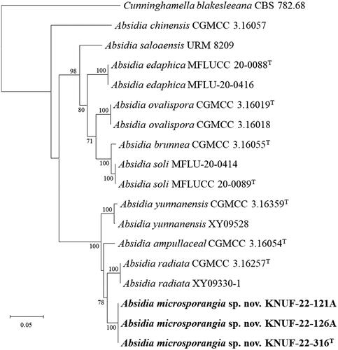 Figure 2. Neighbor-joining phylogenetic tree based on ITS regions and LSU gene sequences showing the phylogenetic position of the three isolated strains among the related strains in the genus Absidia. Cunninghamella elegans CBS 167.53 was used as the outgroup. The strains isolated in this study are indicated in bold, and the numbers above the branches represent the bootstrap values (>70%) obtained for 1000 replicates. Scale bar = 0.02 substitutions per nucleotide position.