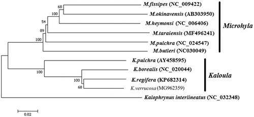 Figure 1. Neighbour-joining algorithm tree was constructed based on 11 complete mitochondrial genome sequences. The branches were validated by bootstrap analysis from 1000 replications and the numbers in branch nodes were bootstrap support values. The position of K. verrucosa was not shown in bold and Kalophrynus interlineatus was used as outgroup.