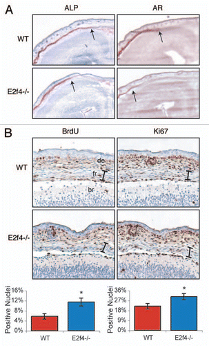 Figure 3 E2f4-deficient frontal bones display decreased levels of ossification and increased levels of proliferating cells. (A) Coronal sections of frontal bones from e17.5 embryos were assessed by histochemical analysis of alkaline phosphatase activity (ALP) or Alizarin Red staining of bone (AR). E2f4-/- frontal bone sections exhibit a slightly decreased extent of ALP and significantly decreased extent and intensity of AR staining in comparison with wildtype embryos (n ≥ 8). 2X magnification shown. Arrows indicate the front of activity or staining, respectively. (B) Immunohistochemical analysis of BrdU incorporation (n ≥ 5) or Ki67 protein expression (n ≥ 3) in coronal sections of frontal bones from e17.5 embryos. The frontal bones (delimited by the bracket) exhibit a greater percentage of nuclei positively staining for both BrdU and Ki67 in E2f4-/- embryos in comparison with wildtype frontal bones. 20X magnification shown. Compiled results from all experiments are quantified below the images; error bars indicate 1 SD, *p < 0.05. Abbreviations: de, dermis; fr, frontal bone; br, brain.