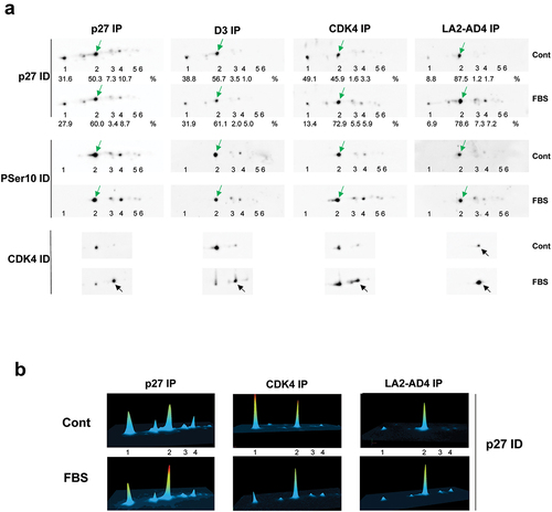 Figure 8. S10-phosphorylated p27 is enriched in phospho-CDK4 immunoprecipitation.