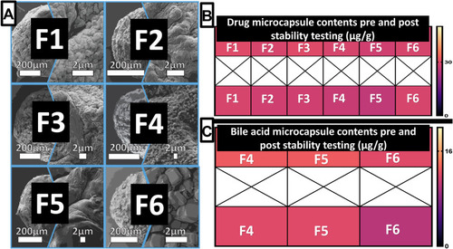 Figure 1 Microcapsule microscopy (A), Drug content pre and post encapsulation (B) and Bile acid content pre and post encapsulation (C). Data are mean ± SEM.