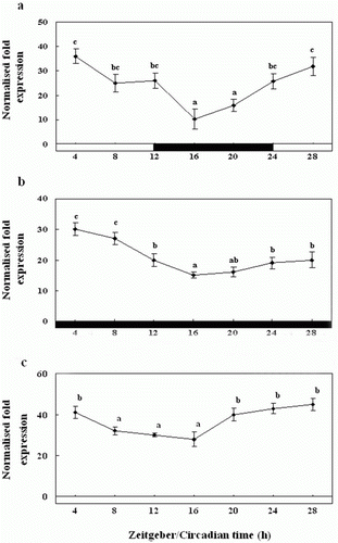 Figure 5.  Diurnal variations in the levels of RH mRNA in the retina of the olive flounder as measured by quantitative real-time PCR. The fish were reared under a 12:12 light:dark (LD) cycle (a), constant dark (DD) (b) and constant light (LL) (c). Total retinal RNA (2.5 g) was reverse transcribed and amplified. The results are expressed as normalised expression levels with respect to the β-actin and GAPDH levels in the same sample. The white bar represents the photophase and the black bar, the scotophase. Different letters indicate that values are statistically different in Zeitgeber time (ZT) and Circadian time (CT) (p < 0.05). All values represent means±SD (n = 5).