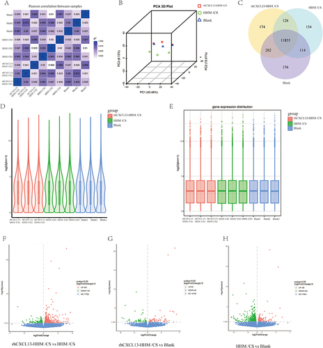 Figure 6 Transcriptomic Analysis of BMSCs Co-cultured with Various Treatment Groups. (A) Pearson correlation analysis in between samples. (B) 3D image of Principal Component Analysis (PCA) of different samples. (C) Venn diagram of differentially expressed genes in different samples. (D and E) Violin and Box map of differentially expressed genes as determined by transcriptome analysis. (F-H) Volcano plots of the expression of various genes in different samples (n=3).