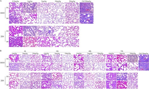 Figure 5. Histological analysis of lungs from H7N9-infected mice treated with antibodies. (A) The preventive experiment. (B) The therapeutic experiment. Significant infiltration of erythrocytes and inflammatory cells (triangle) and vascular congestion (arrow) could be observed in symptomatic lung tissues.