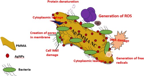 Figure 11. Schematic depiction outlining the proposed mechanisms of antibacterial action of green Ag-PMMA NC film.