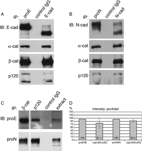 Figure 3.  Catenins associate with immature E-cadherin. Various quantities of TNE extracts from A431DE (A) or A431DN (B) cells were immunoprecipitated with anti-pro-E-cadherin antiserum (800 µg protein from TNE extract), HECD-1 anti-E-cadherin monoclonal antibody (50 µg protein from TNE extract), 10A10 anti-pro-N-cadherin monoclonal antibody (700 µg protein from TNE extract), 13A9 anti-N-cadherin monoclonal antibody (30 µg protein from TNE extract), or control IgG (800 µg protein from A431DE TNE extracts or 700 µg protein from A431DN TNE extracts). The immunoprecipitation reactions were resolved by 7% SDS-PAGE and immunoblotted with HECD-1 anti-E-cadherin, 13A9 anti-N-cadherin, 1G5 anti-α-catenin, 15B8 anti-β-catenin, or pp120 anti-p120ctn. Both pro-E-cadherin and pro-N-cadherin were efficiently associated with α-catenin, β-catenin, and p120ctn. (C) Extracts from A431DE cells (top panel) or A431DN cells (bottom panel) were immunoprecipitated using anti-β-catenin, or anti-p120ctn and immunoblotted with anti-pro-E-cadherin antiserum (top panel) or anti-pro-N-cadherin monoclonal antibody 10A10. (D) TNE extracts from A431DE or A431DN cell lines were immunoprecipitated with anti-pro-E-cadherin, anti-E-cadherin, anti-pro-N-cadherin, or anti-N-cadherin as above and the immunoprecipitates were resolved by SDS-PAGE and immunoblotted with anti-E-cadherin, anti-N-cadherin, or anti-α-catenin. Bands were visualized by infrared fluorescent secondary antibodies using the Odyssey Imaging System to yield quantitative results. Shown is a bar graph with normalized ratios comparing intensity readings of α-catenin bound to pro-cadherin or total cadherin molecules. The data represent averages of three separate experiments.